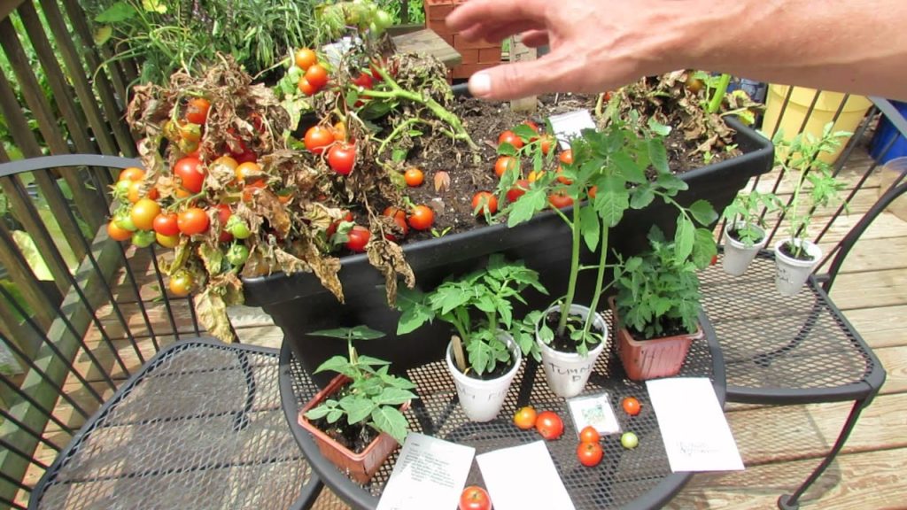 Gary Pilarchik: How to Grow 12 inch or So Dwarf Container Tomatoes: Variety Types to Try! -TRG 2015 How to Grow 12 inch or So Dwarf Container Tomatoes: Variety Types to Try! -TRG 2015