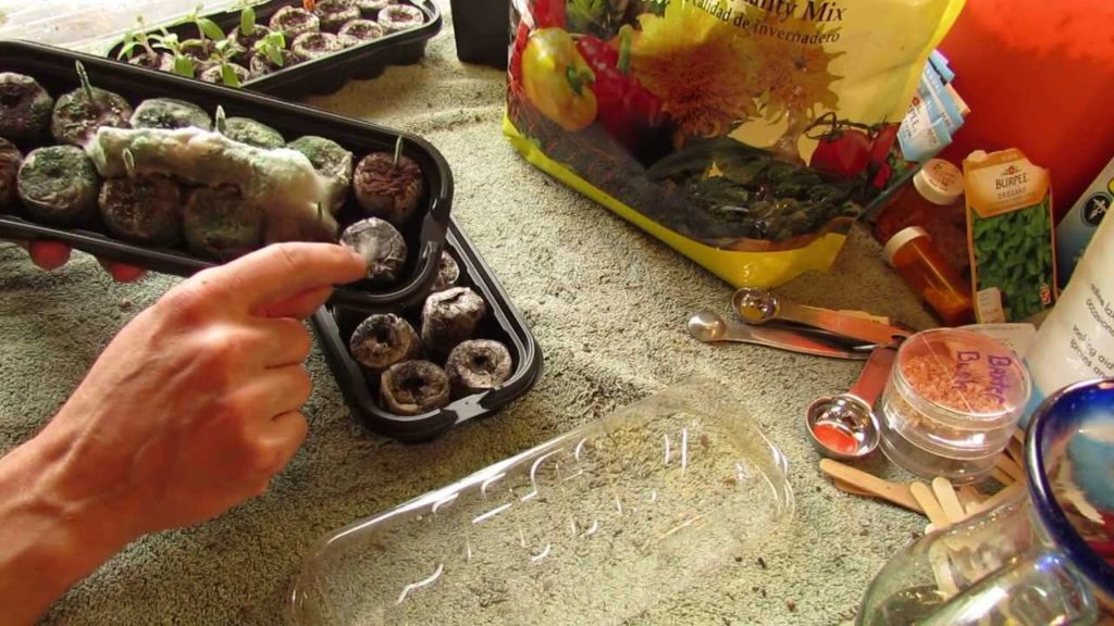 Gary Pilarchik: For New Gardeners: Sterile Starting Mix, How to Use Humidity Domes: No Fungus! – MFG 2014 For New Gardeners: Sterile Starting Mix, How to Use Humidity Domes: No Fungus! - MFG 2014