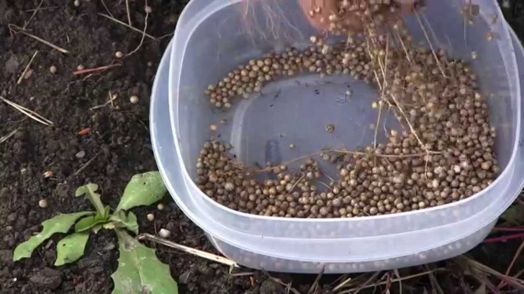 MIgardener: How to Save Cilantro or Coriander Seed How to Save Cilantro or Coriander Seed