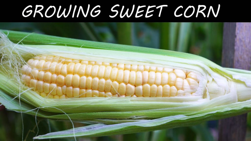 Growing Triple Crown Hybrid Corn | EZ and Delicious!