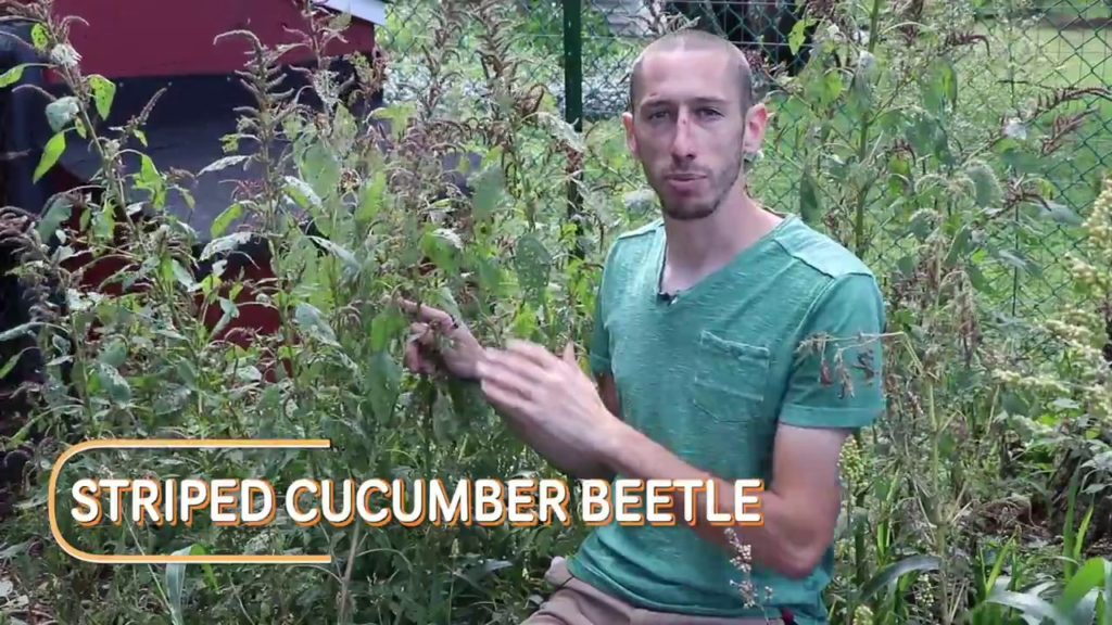 James Prigioni: Gardening Tip, Using Weeds To Your Advantage, Sustainable Food Forest Gardening Gardening Tip, Using Weeds To Your Advantage, Sustainable Food Forest Gardening