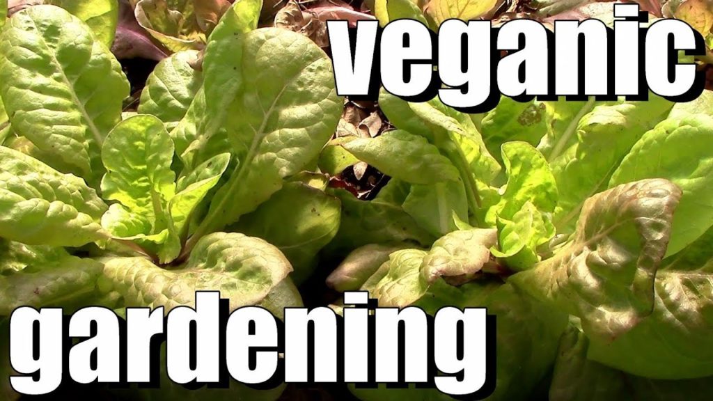 One Yard Revolution: What is Vegan Organic / Veganic Gardening & Does It Work? What is Vegan Organic / Veganic Gardening & Does It Work?