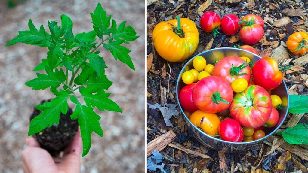 How to Grow the Best Tomatoes | Better Flavor, Bigger Harvests