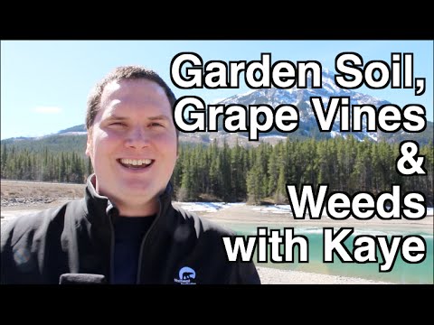 Alberta Urban Garden: Building Garden Soil, Protecting Grape Vines and Clover and Oxalis with Kaye Building Garden Soil, Protecting Grape Vines and Clover and Oxalis with Kaye