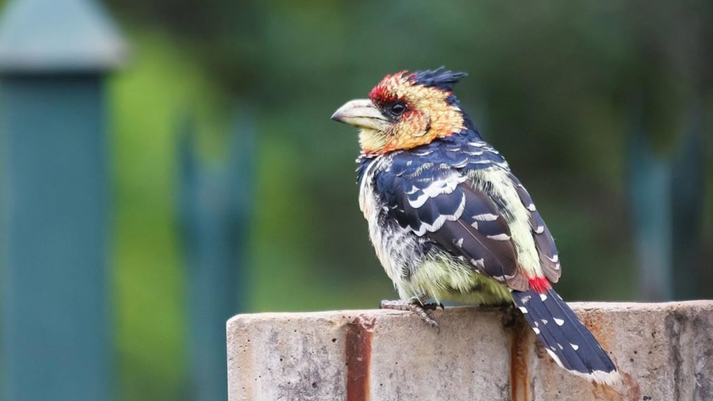 Attract More Birds: Bird Houses, Baths, and Feeders Explained