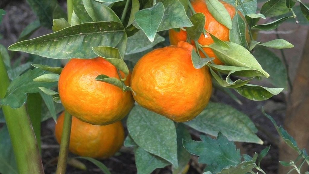 How to Grow Dancy Mandarin Tangerines
