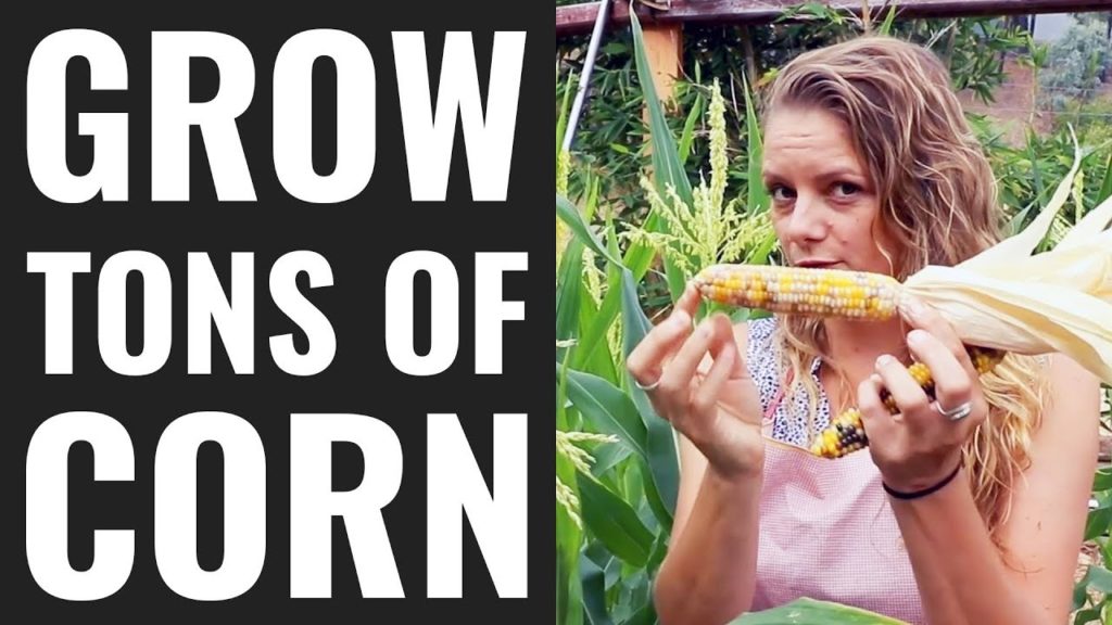 Epic Gardening: 3 Epic Tips For Growing Corn! 3 Epic Tips For Growing Corn!
