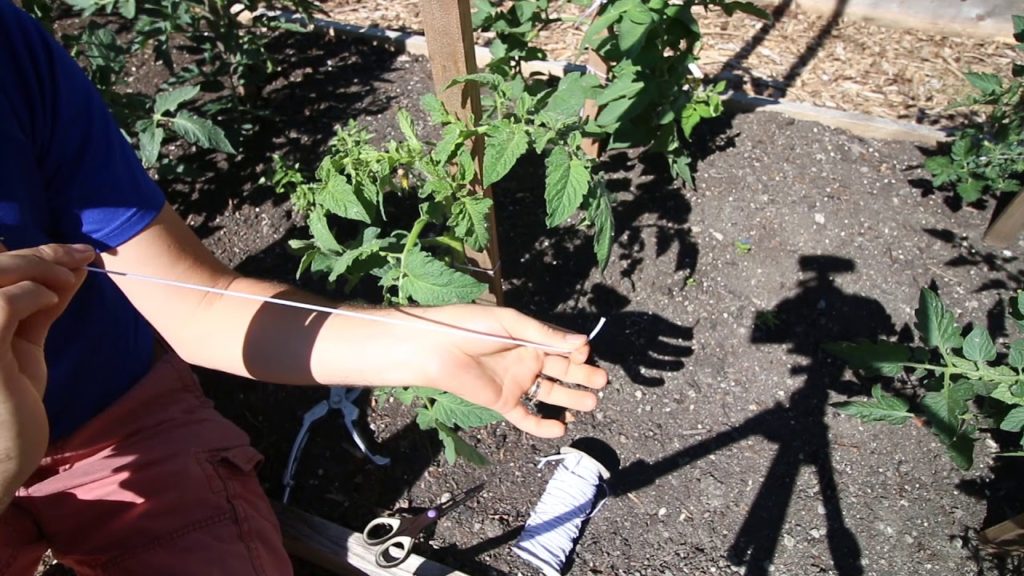 MIgardener: Tomato Maintenance For Huge and Healthy Plants Explained Tomato Maintenance For Huge and Healthy Plants Explained