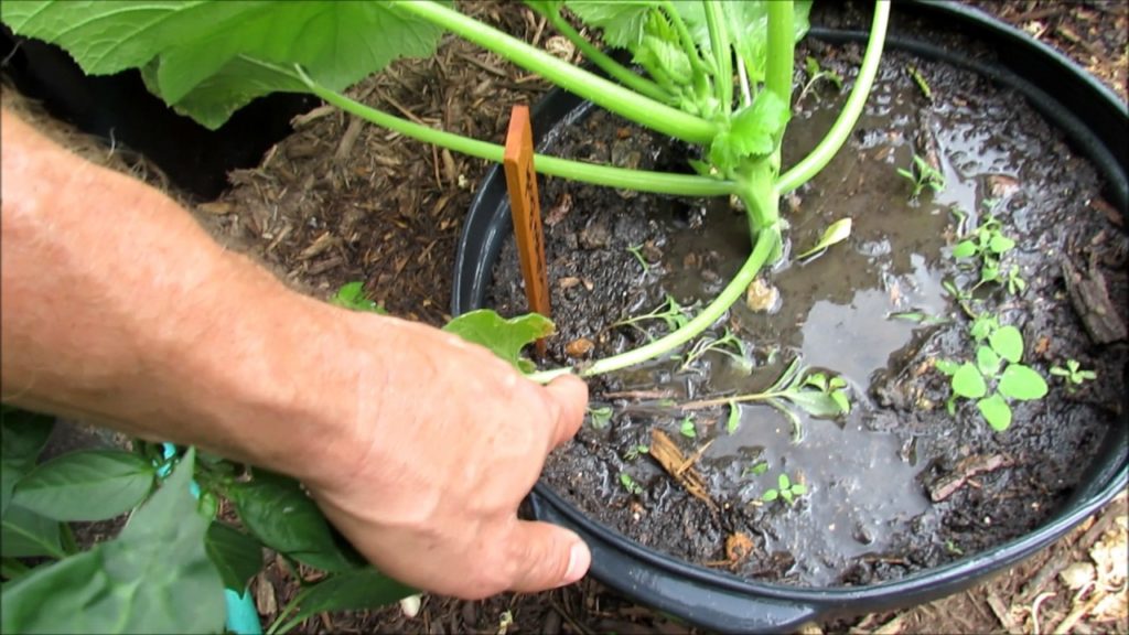 Gary Pilarchik: Identifying the Squash Bug & Eggs 100%: Start Looking Now! – Prevention & Treatment Link Identifying the Squash Bug & Eggs 100%: Start Looking Now! - Prevention & Treatment Link