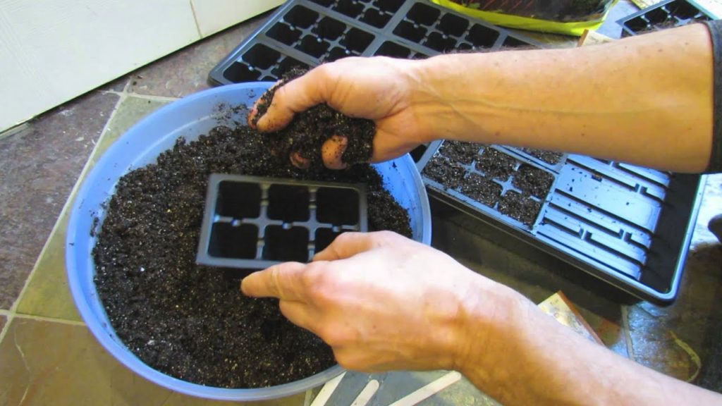 Gary Pilarchik: MFG 2016: Seed Starting Tips for Rosemary & Lavender & Onions: Chill Them and Know Your Onion Zone MFG 2016: Seed Starting Tips for Rosemary & Lavender & Onions: Chill Them and Know Your Onion Zone