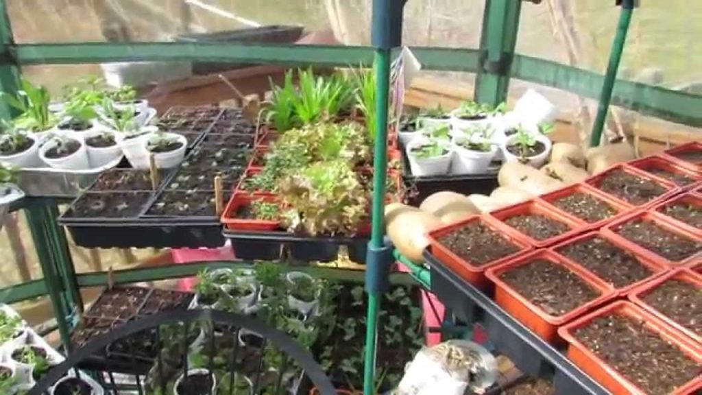 Update on All the Vegetables I Seed Started in Videos: Quick Tour! - MFG 2014