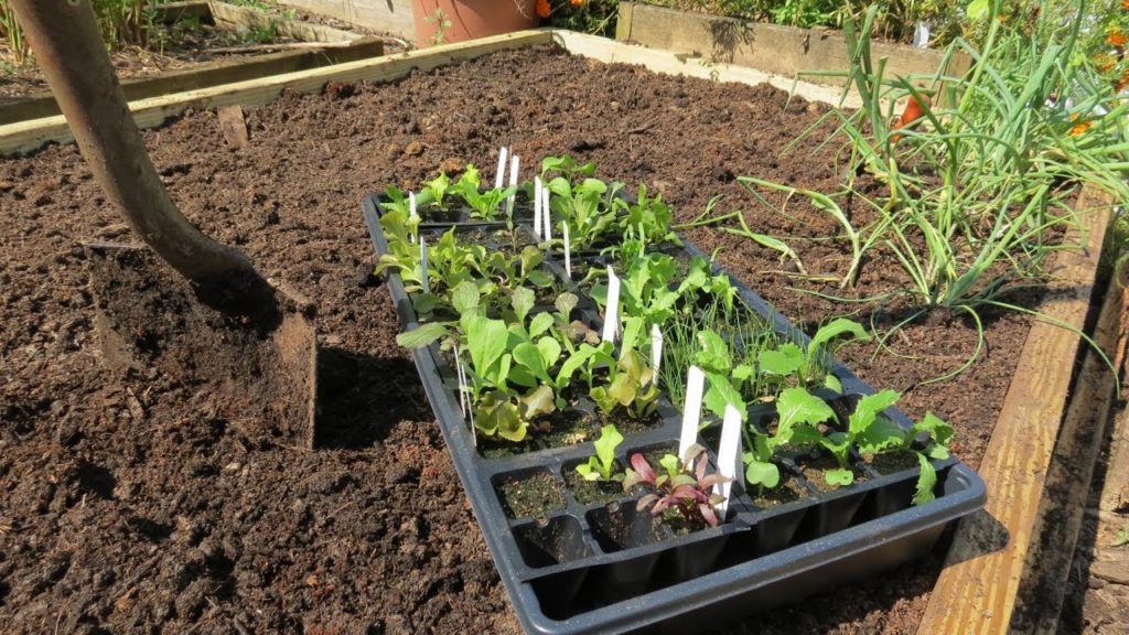 Gary Pilarchik: A Complete Guide to a Raised Bed Vegetable Garden: Building, Filling, Fertilizing & Planting Greens A Complete Guide to a Raised Bed Vegetable Garden: Building, Filling, Fertilizing & Planting Greens