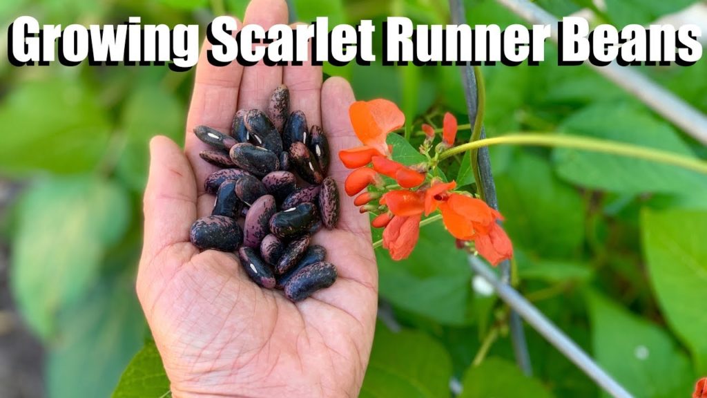 CaliKim: Coffee Walk & Scarlet Runner Beans Coffee Walk & Scarlet Runner Beans