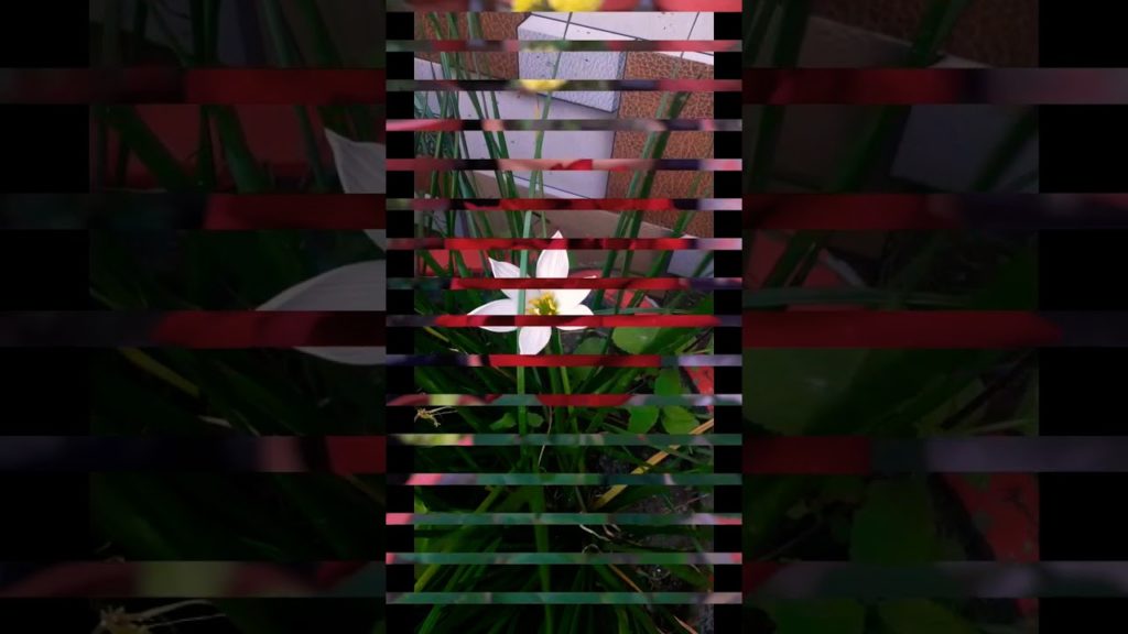 #flowers #gardening MY GARDEN TOUR!