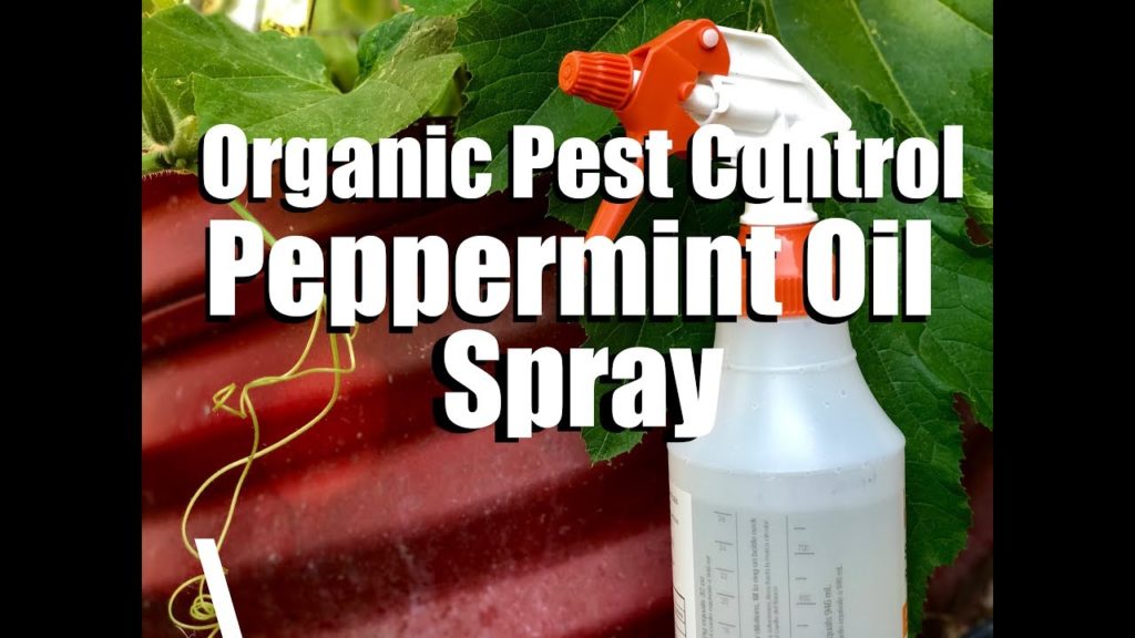 Organic Pest Control / Water &  DIY Peppermint Oil Spray / Spider Mites & Aphids on Cucumbers