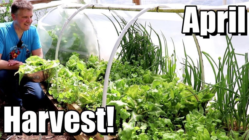 April Harvest & Update on Tomatoes, Sweet Potatoes, Beans, Squash, etc.