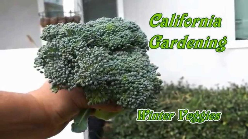 Winter Vegetables Harvest - Broccoli, Savoy Cabbage & Kohlrabi