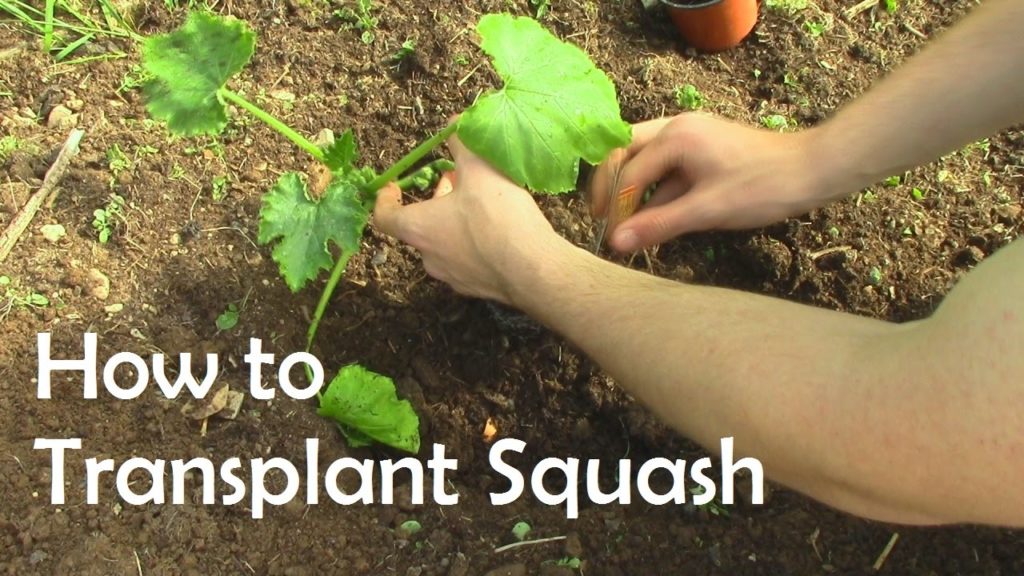 How to Easily Plant Out Cucumbers, Pumpkins, Zucchinis and other Squashes
