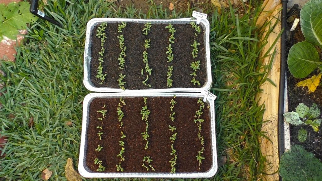 California Gardening: Coconut Coir vs Potting Mix Test : Soil Porosity Explained Coconut Coir vs Potting Mix Test : Soil Porosity Explained