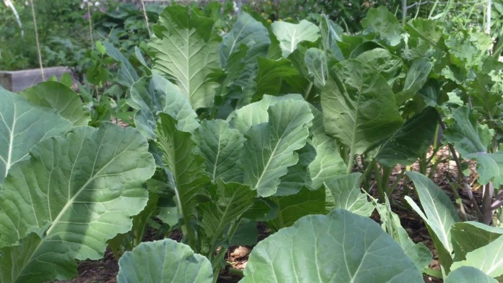 2013: A Year of Gardening on the Cheap