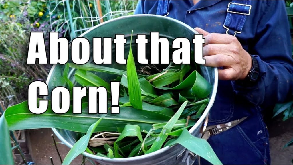 Garden Update | Shed, Corn, Guava Juice | BONUS Workday | Los Angeles