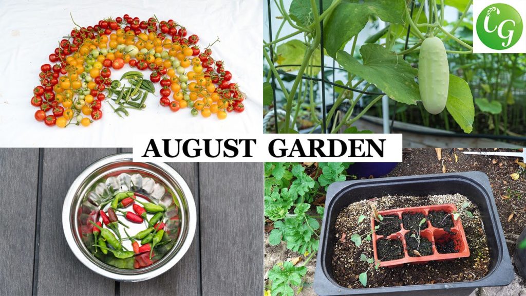 The California Garden In August | Harvests & Garden Preparation Month