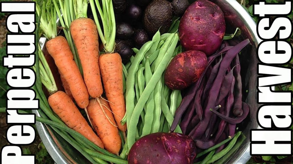 One Yard Revolution: Continuous Harvest of Fresh Garden Produce! (Zone 5) Continuous Harvest of Fresh Garden Produce! (Zone 5)