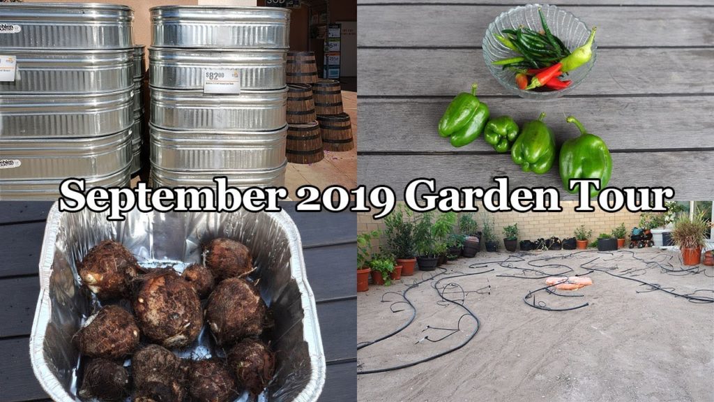 California Gardening: California Garden – September 2019 Garden Tour California Garden - September 2019 Garden Tour