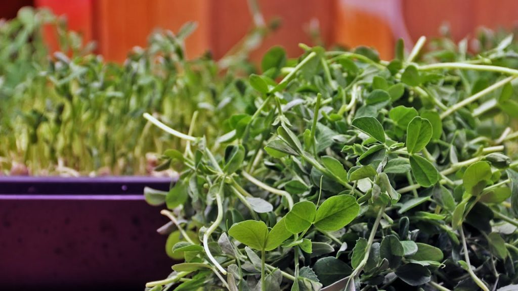 Epic Gardening: How to Grow Delicious Pea Shoots and Sprouts From Start to Finish 🌱 How to Grow Delicious Pea Shoots and Sprouts From Start to Finish 🌱