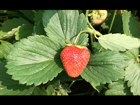 Alberta Urban Garden: EZ Strawberry propagation into hanging baskets Alberta Urban Garden EZ Strawberry propagation into hanging baskets Alberta Urban Garden