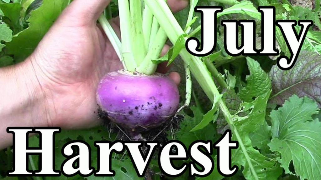 One Yard Revolution: What We're Harvesting from the OYR Garden in Early July (Zone 5) What We're Harvesting from the OYR Garden in Early July (Zone 5)