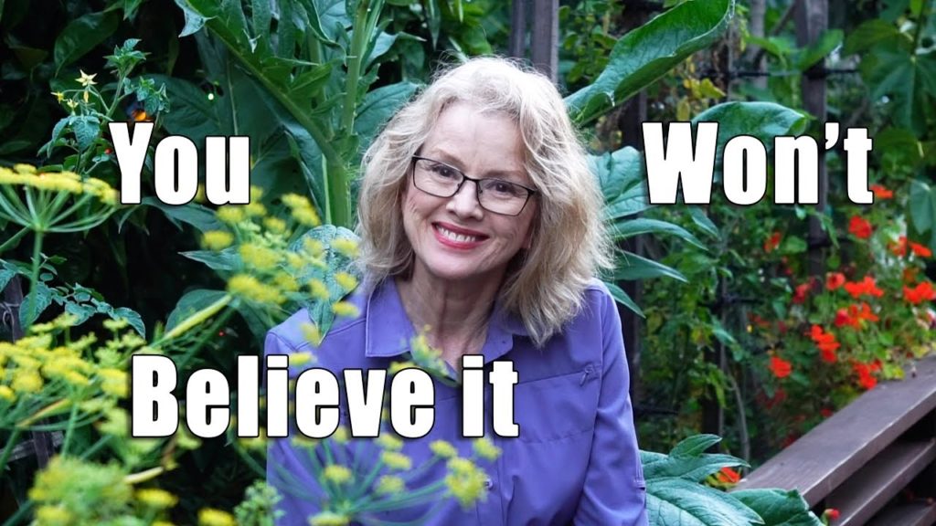 Kaye Kittrell: Sunny Urban Garden | BEES, Lizard DRAMA | Kaye's Vlog Sunny Urban Garden | BEES, Lizard DRAMA | Kaye's Vlog