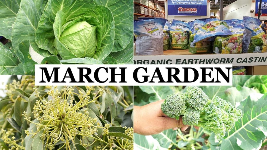 California Garden Tour - March 2017 - Backyard Remodel, Harvests & Much More