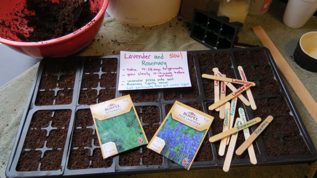 Seed Starting and Germinating Lavender & Rosemary: Start Really Early! - TRG 2015