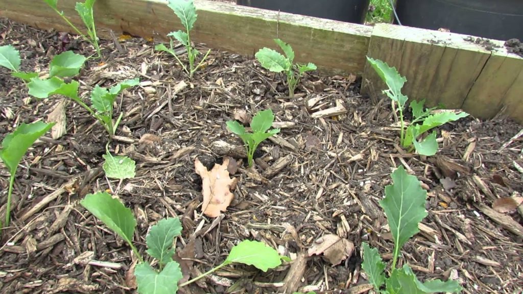 Gary Pilarchik: MFG 2016: (1 of 8) Garden Pests and Diseases – Slug & Snail Damage/Treatment with Iron Phosphate MFG 2016: (1 of 8) Garden Pests and Diseases - Slug & Snail Damage/Treatment with Iron Phosphate