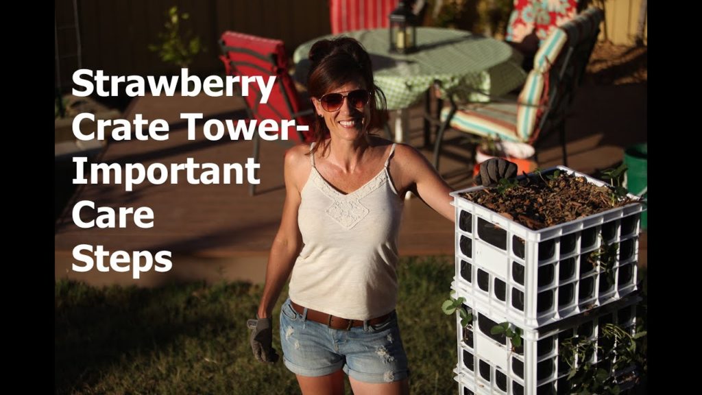Strawberry Crate Tower - Important Care Steps