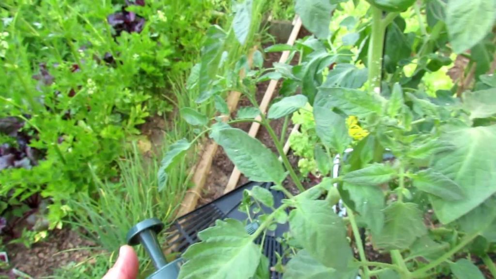 TRG 2012:  Tomato Aphids and a Soap Spray Cure