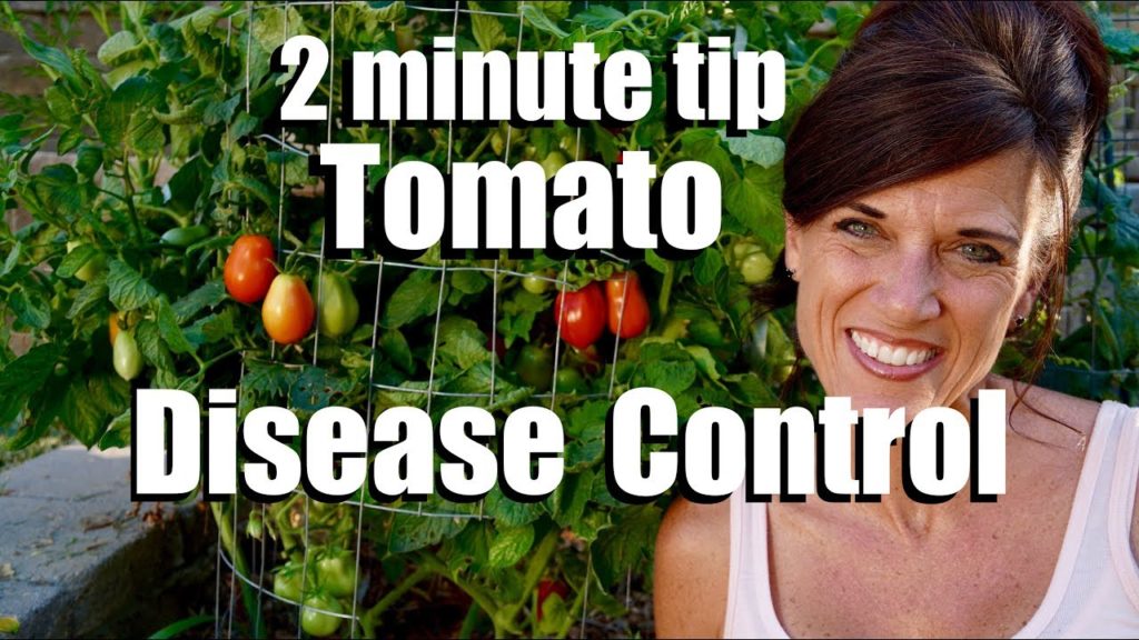 CaliKim: Tomato Disease Control // CaliKim 2 Minute Tip Tomato Disease Control // CaliKim 2 Minute Tip