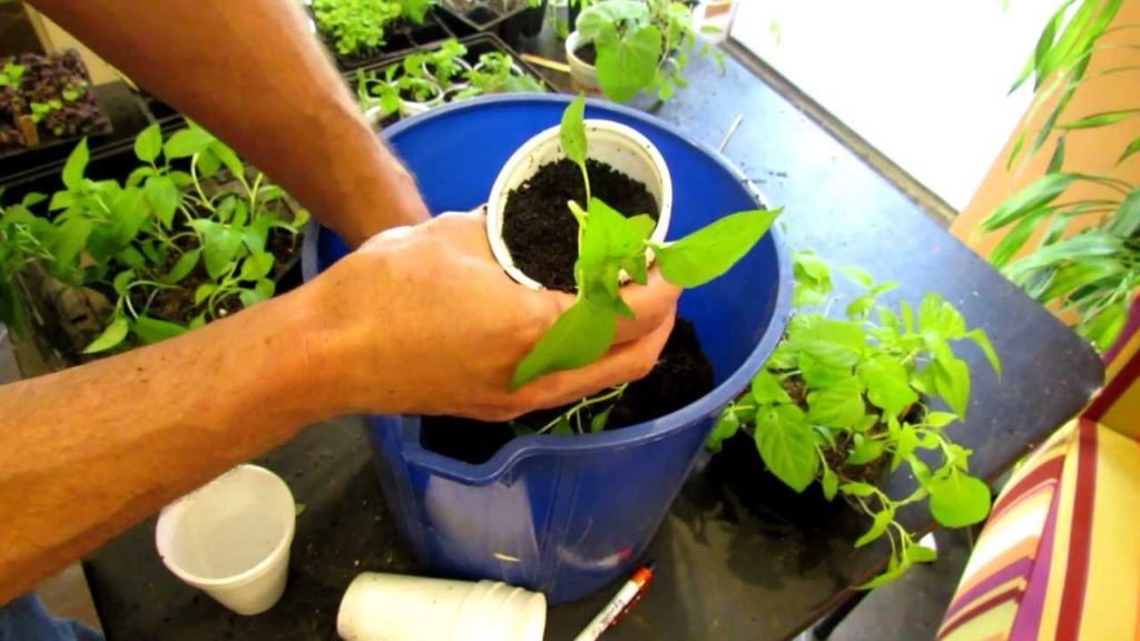 TRG 2012: How to Transplant Pepper Seedlings into Cups