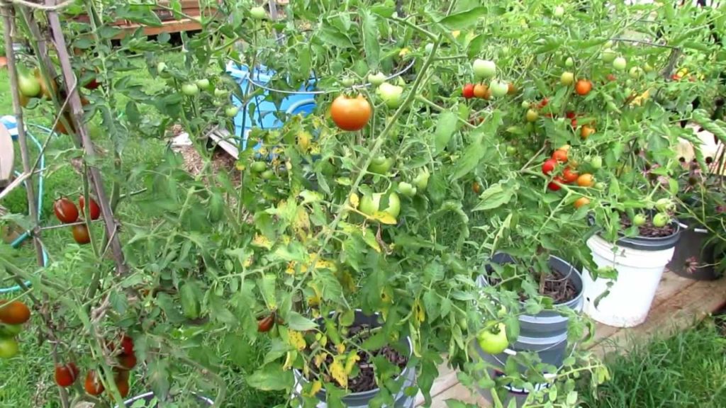 Gary Pilarchik: How to Treat Tomato Leaf Diseases: Pick and Spray How to Treat Tomato Leaf Diseases: Pick and Spray