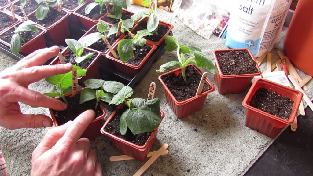 Germination Update: Indoor Squash, Zucchini and Cucumbers: 3 Weeks! - MFG 2014