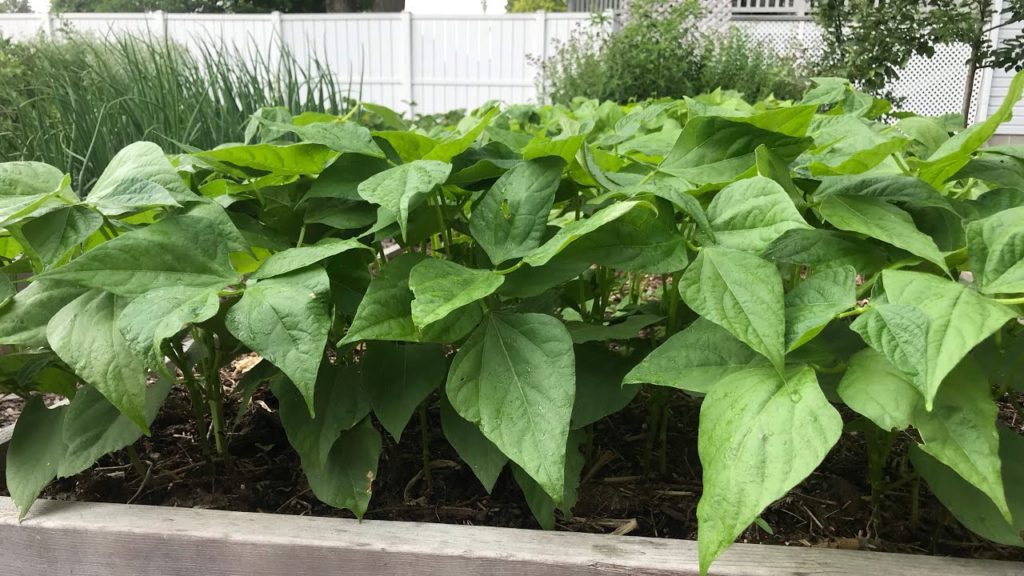 10 Crops You Can Still Grow in September!