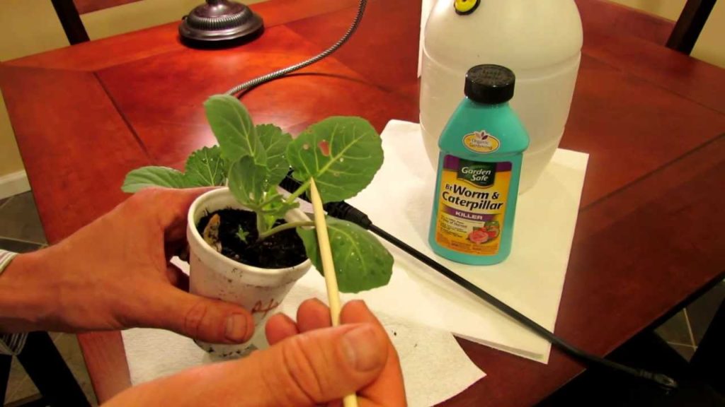 TRG 2012: How to Kill Cabbage Worms in Your Garden Organically with Bacillus Thuringiensis (Bt)