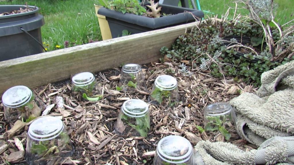 Gary Pilarchik: MFG 2016: Quick Frost Protection Tip For Cool Weather Garden Plants: Cups, Forks, Towels MFG 2016: Quick Frost Protection Tip For Cool Weather Garden Plants: Cups, Forks, Towels