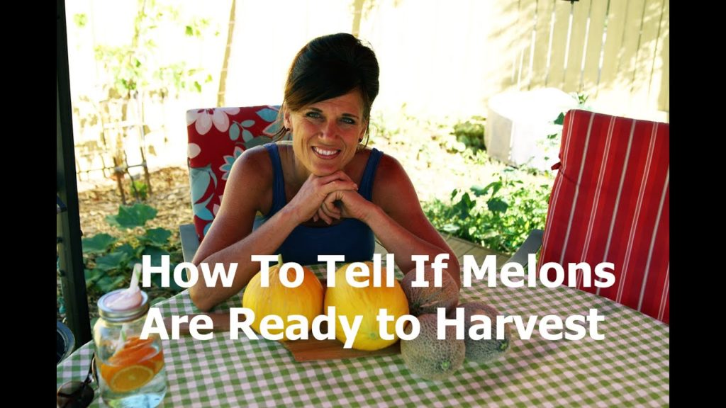 CaliKim: How to Tell if a Melon is Ready to Harvest – Canary Melon (Cantaloupe Family) Harvest! How to Tell if a Melon is Ready to Harvest - Canary Melon (Cantaloupe Family) Harvest!