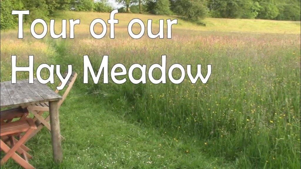 A Tour of our Wildflower Hay Meadow