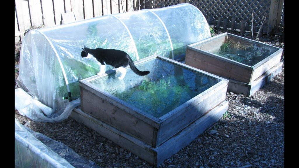 One Yard Revolution: Winter Vegetable Garden: Are You Planning For One This Winter? Winter Vegetable Garden: Are You Planning For One This Winter?