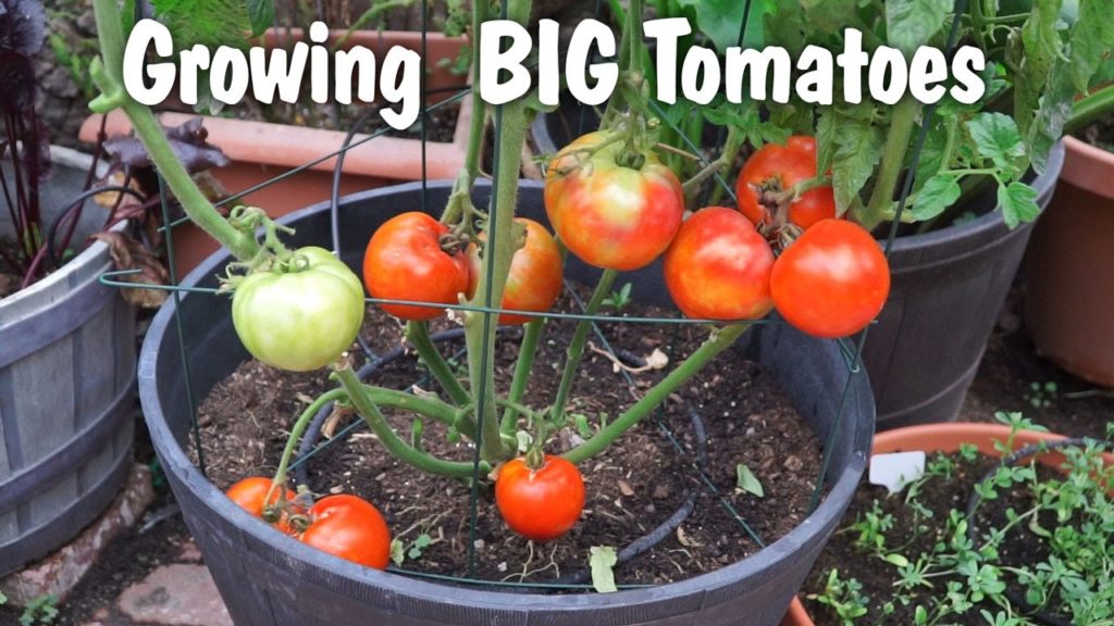 Growing Big Tomatoes in Containers - Mountain Pride Tomato