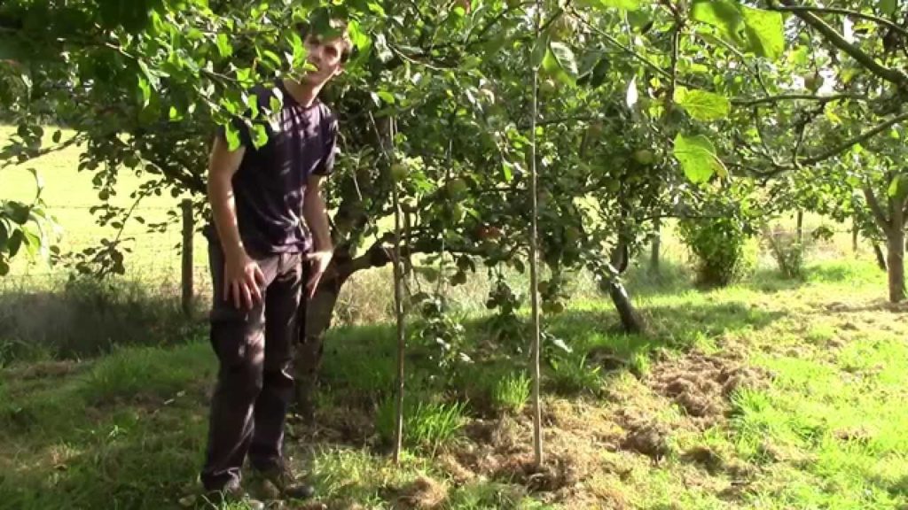 Huw Richards: Supporting heavy cropping Apple Trees – Making Progs Supporting heavy cropping Apple Trees - Making Progs