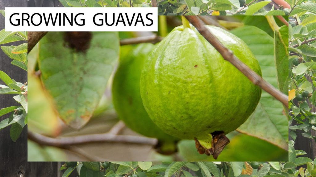 How To Grow Guavas - 3 Delicious Guava Varieties For You!
